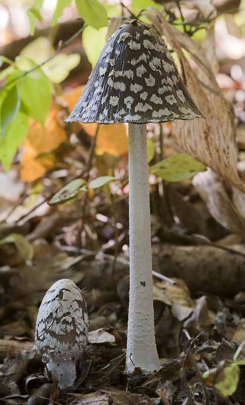 Coprinopsis picacea